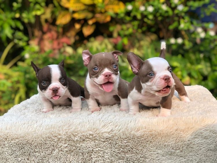 บูลลี่ รูปที่ 2