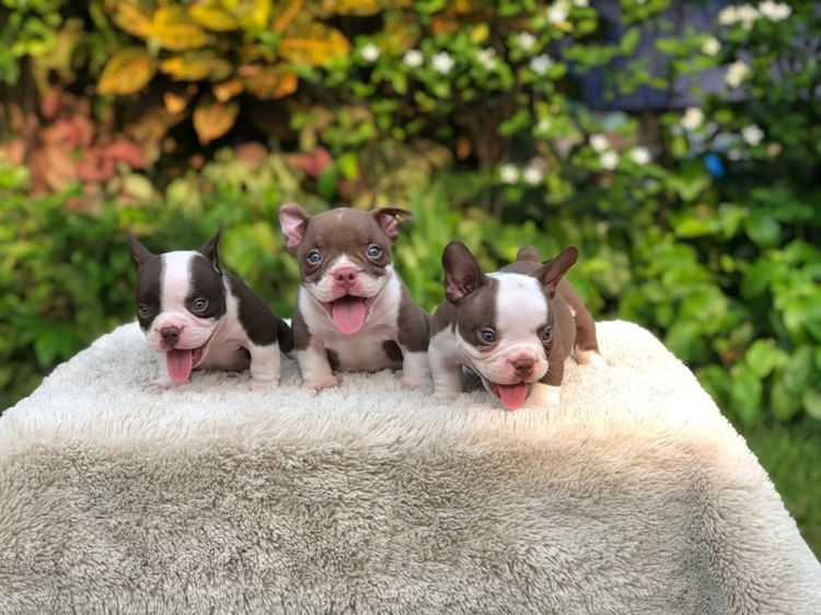 บูลลี่ รูปที่ 3