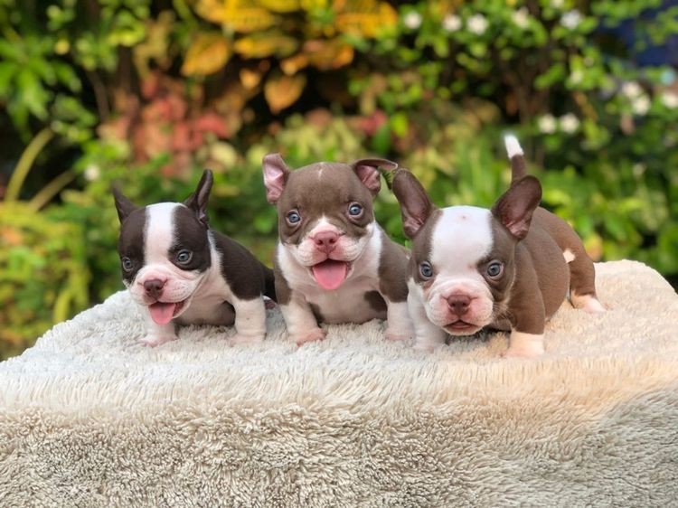 บูลลี่ (Bully) เล็ก บูลลี่