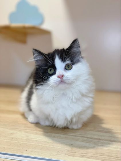 ลูกแมวมันช์กิ้น พร้อมย้าย รูปที่ 2