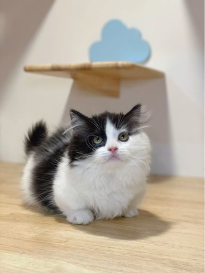 ลูกแมวมันช์กิ้น พร้อมย้าย รูปที่ 3