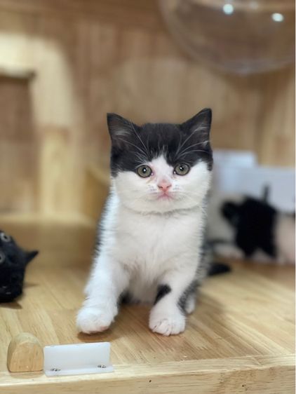 ลูกแมวมันช์กิ้น พร้อมย้าย รูปที่ 14