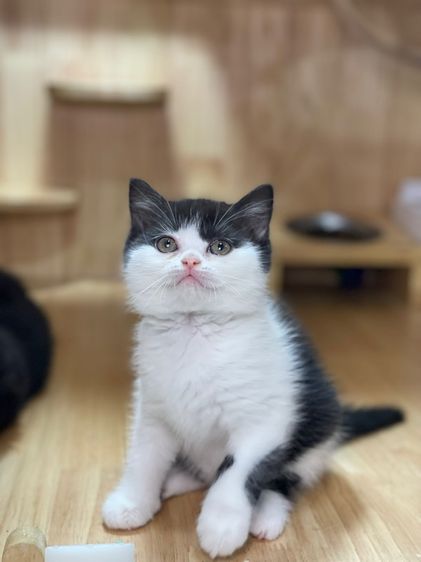 ลูกแมวมันช์กิ้น พร้อมย้าย รูปที่ 15