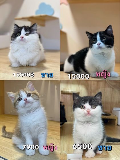 ลูกแมวมันช์กิ้น พร้อมย้าย