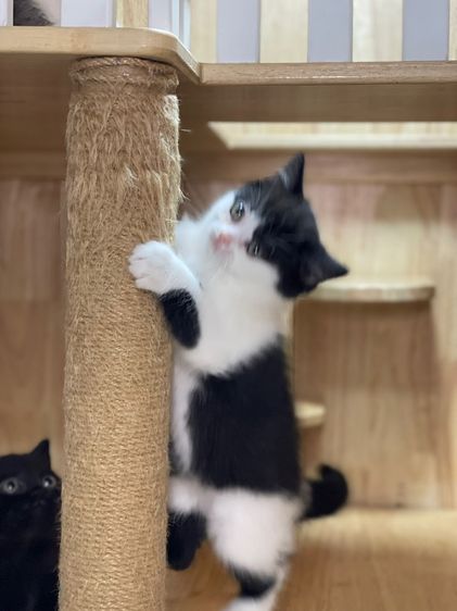 ลูกแมวมันช์กิ้น พร้อมย้าย รูปที่ 17