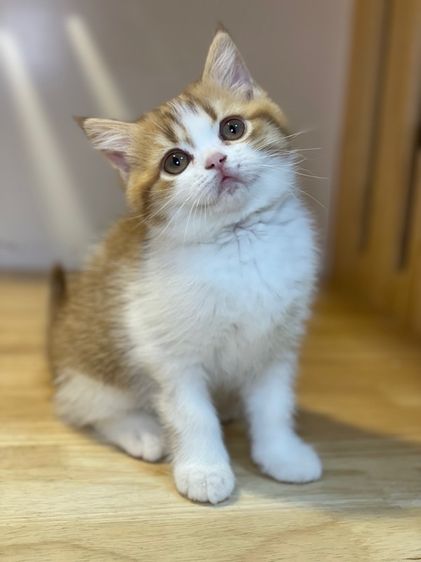 ลูกแมวมันช์กิ้น พร้อมย้าย รูปที่ 9