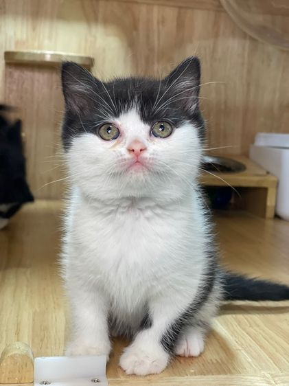 ลูกแมวมันช์กิ้น พร้อมย้าย รูปที่ 16