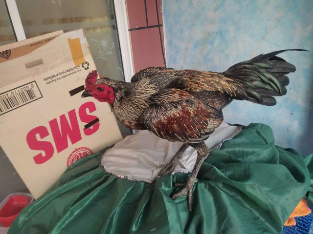 พม่าเยียร์ 