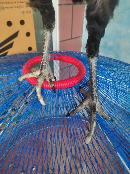 พม่าเยียร์  รูปที่ 2