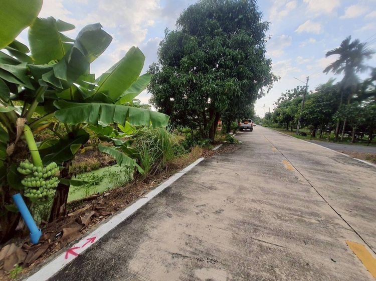 ขายด่วนที่ดินคลองห้า 200 ตรว ติดถนนคอนกรีตสาธารณะ ซ.คลองห้าตะวันตก57 อ.คลองหลวง จ.ปทุมธานี รูปที่ 3