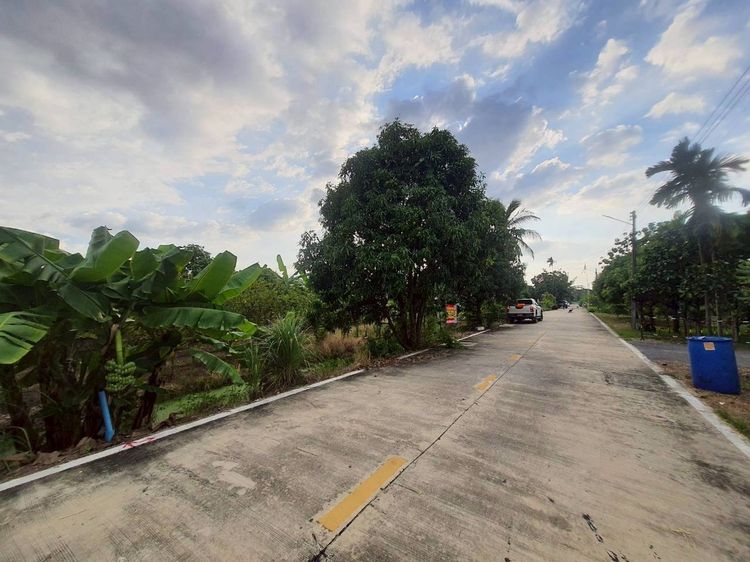 ขายด่วนที่ดินคลองห้า 200 ตรว ติดถนนคอนกรีตสาธารณะ ซ.คลองห้าตะวันตก57 อ.คลองหลวง จ.ปทุมธานี รูปที่ 4