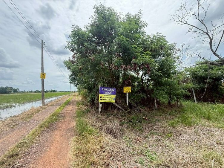 ขายด่วนที่ดินถมแล้ว 200 ตรว ถมแล้วทั้งแปลง สูงกว่าถนน ซ.คลองห้าตะวันตก 19 อ.คลองหลวง จ.ปทุมธานี รูปที่ 3