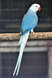 อื่นๆ ริงเนค Blue Cleartail
