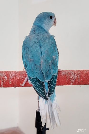 ริงเนค Blue Cleartail รูปที่ 4