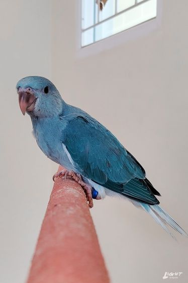 ริงเนค Blue Cleartail รูปที่ 3