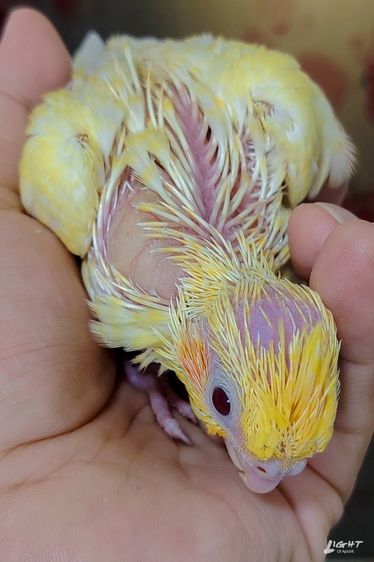 คอกคาเทล ลูกป้อน Cockatail หัวส้ม เกล็ดส้ม หายากนะ