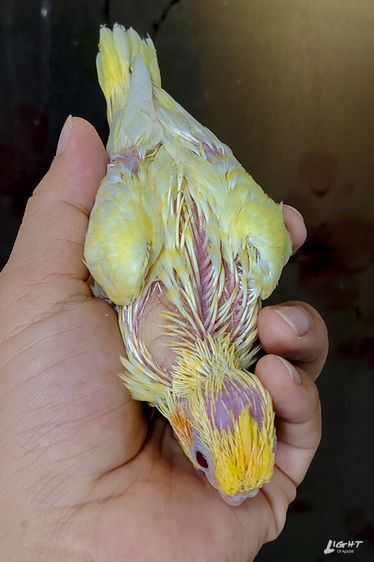 ลูกป้อน Cockatail หัวส้ม เกล็ดส้ม หายากนะ รูปที่ 2