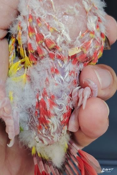 กรีนชีค เรดพายแอปเปิ้ล รูปที่ 3