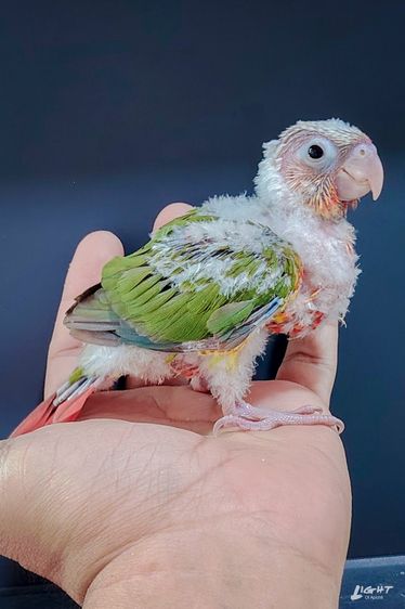 กรีนชีค เรดพายแอปเปิ้ล รูปที่ 4