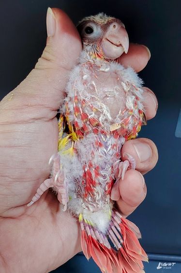 กรีนชีค เรดพายแอปเปิ้ล