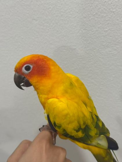 Golden Sun Parrot รูปที่ 2