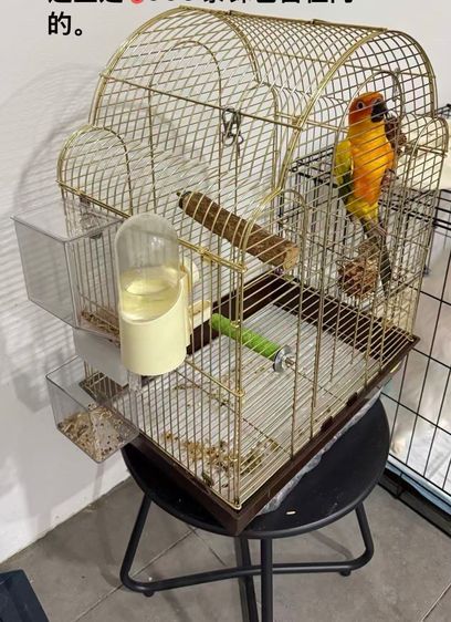 Golden Sun Parrot รูปที่ 4