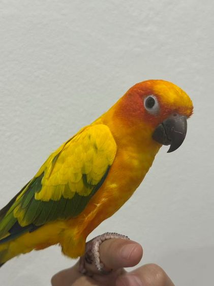 Golden Sun Parrot รูปที่ 3