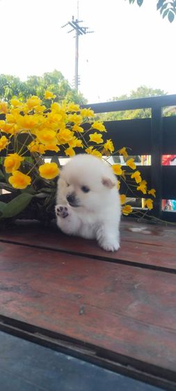 สุนัขพันธุ์ปอม รูปที่ 2