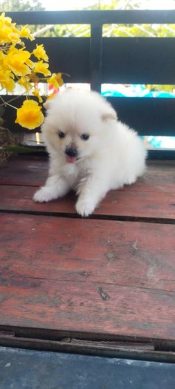 สุนัขพันธุ์ปอม รูปที่ 3