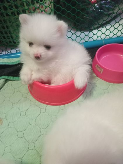 ปอมเมอเรเนียน (Pomeranian) เล็ก สุนัขพันธุ์ปอม