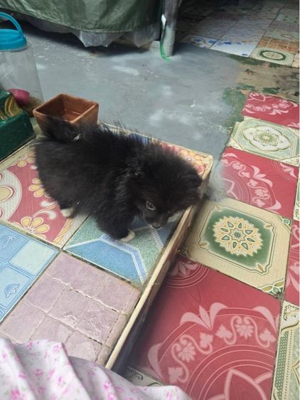 สุนัขพันธุ์ รูปที่ 4