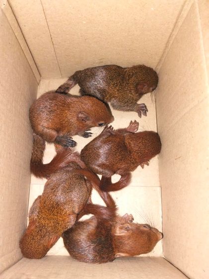 กระรอกหลากสี รูปที่ 2