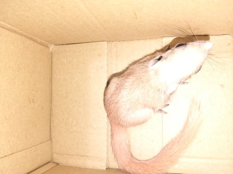 กระรอกหลากสี รูปที่ 5