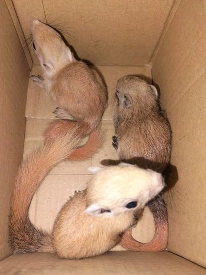 กระรอกหลากสี รูปที่ 3