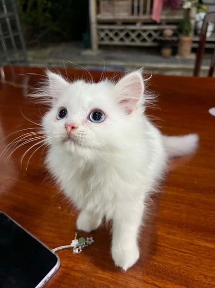 เปอร์เซีย (Persian) เปอร์เซีย