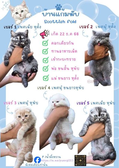 แมว ส ก็ อ ต ติ ช โฟ ล ด์ ราคาแบ่งเลี้ยง รูปที่ 15