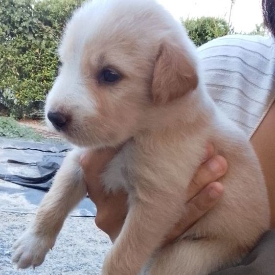 โกเด้นนผสมลาบาดอ รูปที่ 2