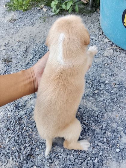 โกเด้นนผสมลาบาดอ รูปที่ 3