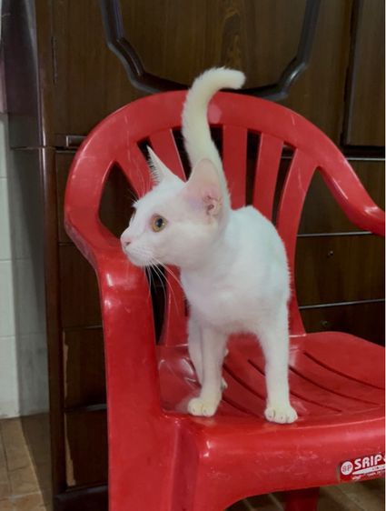 แมวขาวมี รูปที่ 2