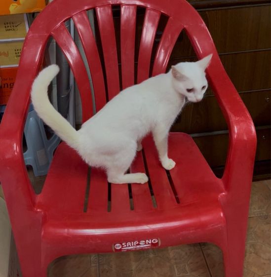 แมวขาวมี รูปที่ 5