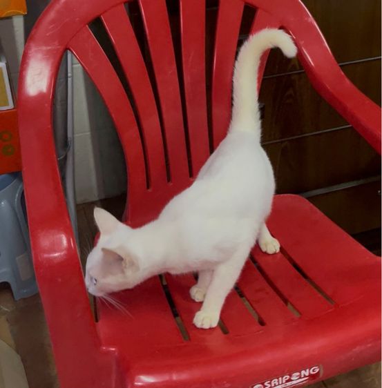 แมวขาวมี รูปที่ 4