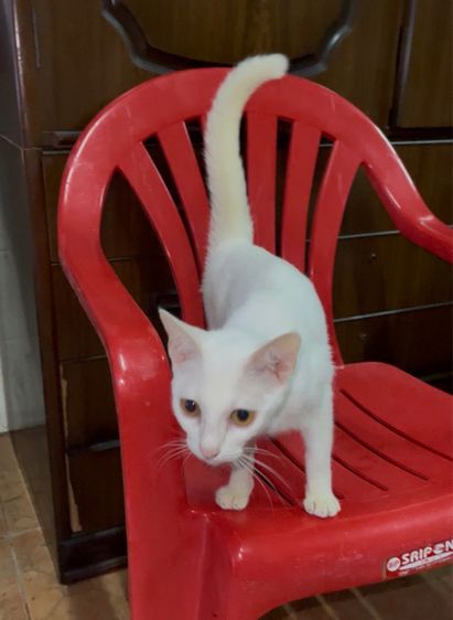 แมวขาวมี