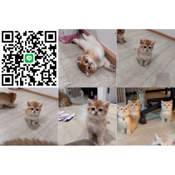 บริติช ชอร์ตแฮร์ (British Shorthair) บริติช เพศ ชาย และ หญิง