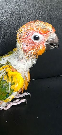 นกแก้วซันครอนัวร์ รูปที่ 2