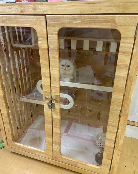 แมว เอ๊กโซติก สีขาว เพศผู้ 3 ขวบ รูปที่ 5