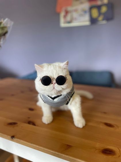 แมว เอ๊กโซติก สีขาว เพศผู้ 3 ขวบ รูปที่ 2