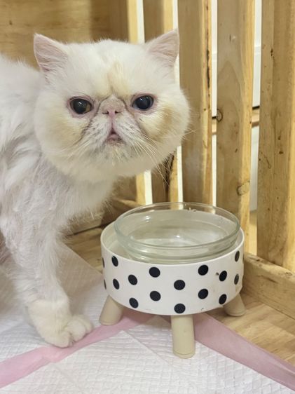 แมว เอ๊กโซติก สีขาว เพศผู้ 3 ขวบ รูปที่ 3