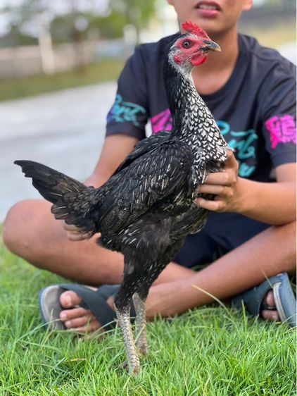 ไก่สาวสายเงินล้านหลานเยียรสนั่น ปวุติสายเลือดvip  รูปที่ 7