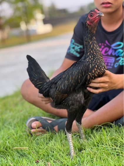 ไก่สาวสายเงินล้านหลานเยียรสนั่น ปวุติสายเลือดvip  รูปที่ 4