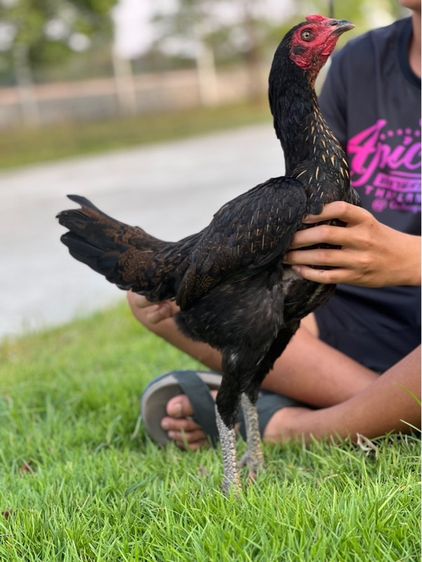 ไก่สาวสายเงินล้านหลานเยียรสนั่น ปวุติสายเลือดvip  รูปที่ 2